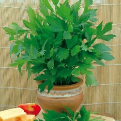 Seme začina i lekovitih biljaka: Selen Levisticum officinale (seme)