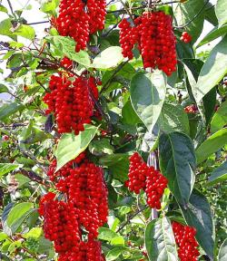Seme voća: Schisandra chinensis - Kineska magnolija (seme)