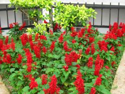 Seme cveća: Salvia splendens - Kadulja salvija (seme)