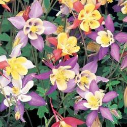 Seme cveća: Kandilica (Mix raznih boja) Aquilegia doppia