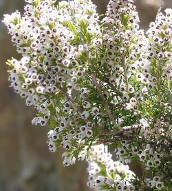 Seme žbunastih vrsta: Erica arborea (seme)