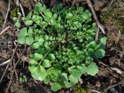 Seme povrća: Bitter cress salata divlje povrce (seme) Cardamine hirsuta