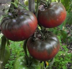 Seme povrća: Crni Krim paradajz (seme) Black Krim Heirloom