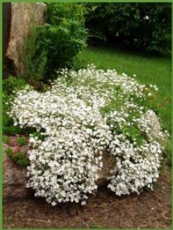 Seme cveća: Slajer - Gypsophila elegans (seme)