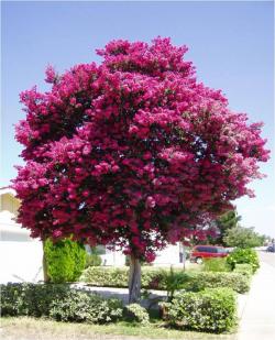 Seme drveća: Lagerstroemia indica - Kineski jorgovan (seme)