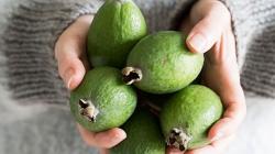 Seme voća: Feijoa voce Guava ananas Feđoja (seme) Acca sellowiana