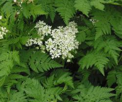 Seme povrća: Anthriscus cerefolium - Krasuljica (seme) Francuski persun