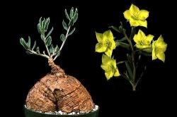 Bonsai: Talinum caffrum BONSAI (seme)