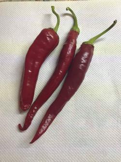 Začini i lekovito bilje:  Chilli dugacki (seme) cili paprika