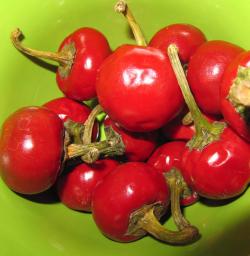 Začini i lekovito bilje: Cili paprika (seme)