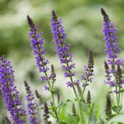 Začini i lekovito bilje: Chia - Pinole Salvia hispanica (seme)