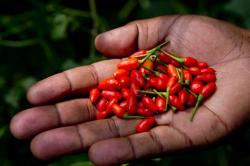 Začini i lekovito bilje: Birds eye - Cili paprika (seme)