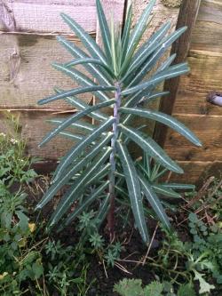 Seme cveća: Euphorbia lathyris (seme) biljka protiv krtica!