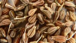 Začini i lekovito bilje: Anis - Pimpinella anisum ( 300 semenki)