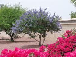 Seme žbunastih vrsta: Vitex agnus-castus Konopljika (seme)
