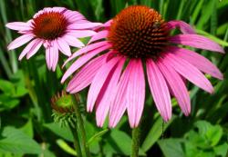 Začini i lekovito bilje: Echinacea (seme) - Ehinacea