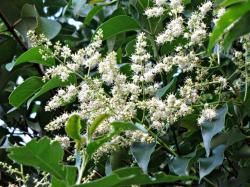 Seme drveća: Ligustrum lucidum (seme)