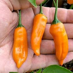 Začini i lekovito bilje: ORANGE lantern habanero cili (seme)