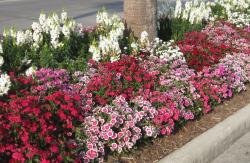 Seme cveća: Karanfil kineski (seme) Dianthus chinensis