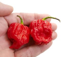 Seme povrća: 7 Pod Jonah chili (seme)