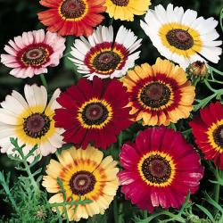 Seme cveća: Hrizantema - Chrysanthemum carinatum (seme)