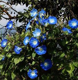 Seme cveća: Ipomoea purpurea - Ladolez svetlo plavi (seme)