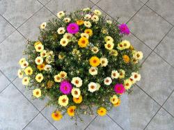Seme cveća: Portulaca grandiflora - Prkos (seme)