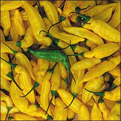 Začini i lekovito bilje: Cili paprika (seme) chilli