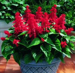 Seme cveća: Salvia splendens - Kadulja salvija (seme)