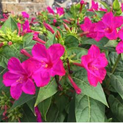Seme cveća: Miriabilis jalapa - Nocurak (seme) Pink