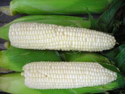 Seme povrća: Beli kukuruz (seme)