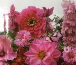 Seme cveća: Letnje cvece mix Roze (seme)