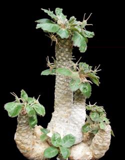 Bonsai: Dorstenia foetida (bonsai sukulent seme)