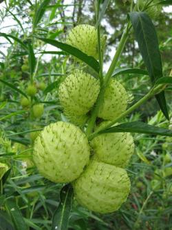 Seme cveća: Balon biljka - Gomphocarpus physocarpus (seme)