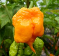 Seme povrća: Yellow Carolina reaper chili (seme)