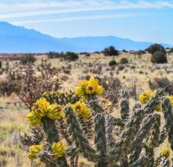 Kaktusi: Cylindropuntia kaktus (seme)