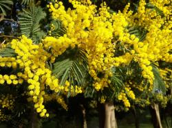 Seme drveća: Mimoza - Acacia dealbata (seme)