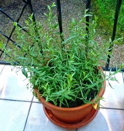 Začini i lekovito bilje: Estragon ( Artemisia dracunculus )
