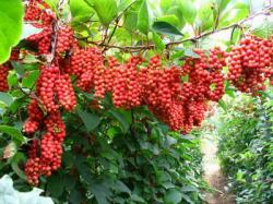 Seme voća: Schisandra chinensis - Kineska magnolija (seme)