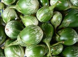 Seme povrća: Baby Thai patlidzan (seme)