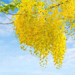 Seme drveća: Cassia fistula (seme) Golden shower drvo