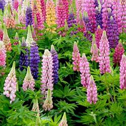 Seme cveća: Lupinus polyphyllus MIX (seme)Vucika 