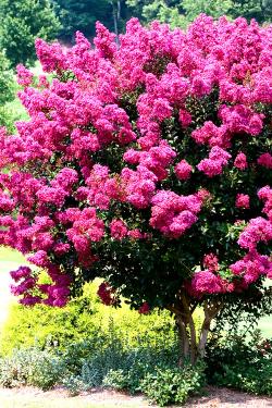 Seme drveća: Lagerstroemia indica - Kineski jorgovan Pink (seme) 