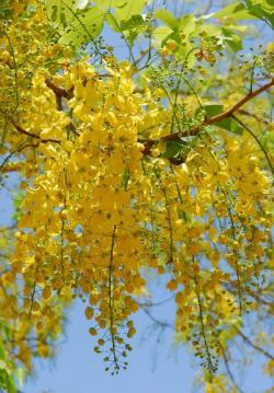 Seme drveća: Cassia fistula (seme)