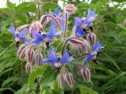 Začini i lekovito bilje: Borago officinalis - Borac (seme)