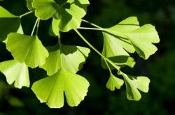 Seme drveća: Ginkgo biloba - Ginko seme