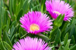 Seme cveća: Ice plant (seme) Carpobrotus Edulis