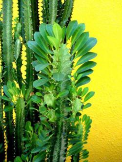 Reznice: Euphorbia trigona - reznica
