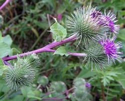 Začini i lekovito bilje: Veliki cicak (seme) Arctium lappa