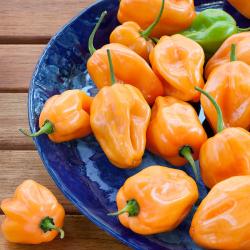 Seme povrća: ORANGE Habanero Cili paprika (seme) chilli